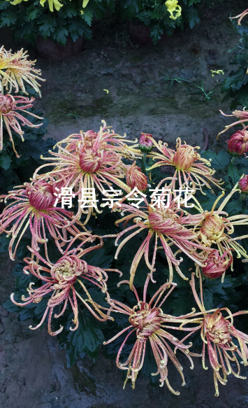 短日照菊花